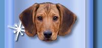 Adopt me!