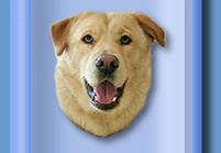 Adopt me!