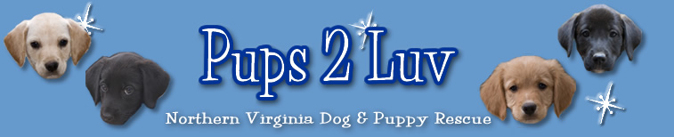 Pups 2 Luv
