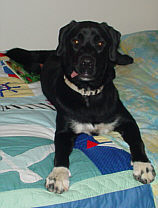 Domino