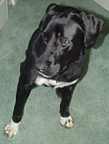 Domino