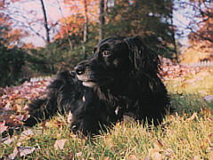 Prince
