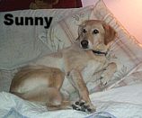 Sunny