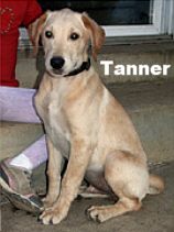 Tanner